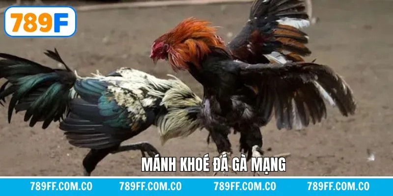 Mánh Khoé Đá Gà Mạng - Bí Mật Giúp Anh Em Giành Chiến Thắng