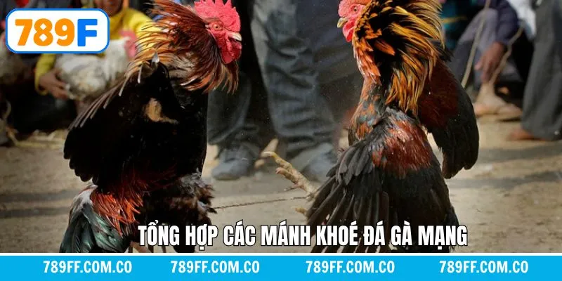 Tổng hợp những mẹo hay giúp anh em chinh phục đá gà mạng