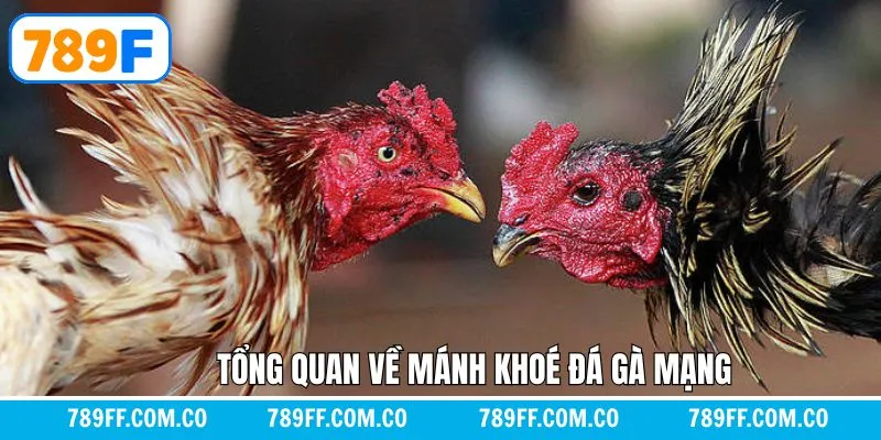 Giới thiệu về khái niệm mánh khóe đá gà mạng