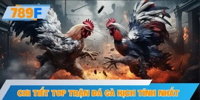 Chi tiết top trận đá gà kịch tính nhất trong tháng