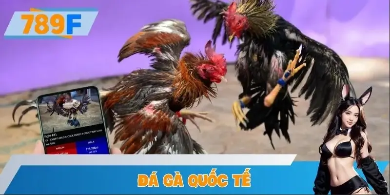 Đá Gà Quốc Tế 789F – Giải Đấu Chính Thức Và Trận Gà Đỉnh Cao 4 Giải Đấu Đá Gà Quốc Tế 789F 2025 Chính Thức Khởi Tranh