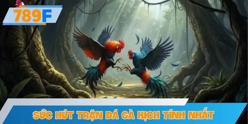 Sức hút đặc biệt từ những trận đá gà kịch tính nhất