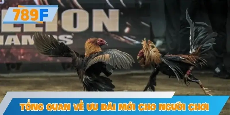 Tổng quan về ưu đãi mới dành riêng cho người chơi đá gà
